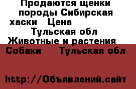 Продаются щенки породы Сибирская хаски › Цена ­ 5000-7000 - Тульская обл. Животные и растения » Собаки   . Тульская обл.